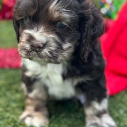 Catahoula Leopard Dog and Cocker Spaniel Puppies from Rich Cat’s
