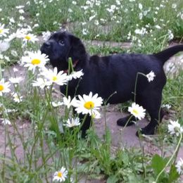 Labrador Retriever Puppies from Reve Labradors