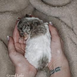 Ghirardelli (Elli) - Merle female Schnoodle puppy in Grove, Oklahoma from Grand Lake Poodles & Doodles