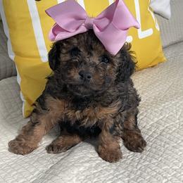 Apple STrudel - Chocolate female Goldendoodle puppy in Cherry Tree, Pennsylvania from Plum Creek Acres Next Generation