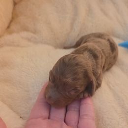 Dapple girl - Dapple female Dachshund puppy in West Plains, Missouri from Spring Creek Dachshunds