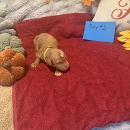 Boy 1 - Brown male Poodle puppy in Detroit, Michigan from Pretty Spoiled Spoos llc