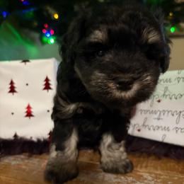 Boy 1 - Black and silver male Miniature Schnauzer puppy in Oviedo, Florida from Tamed by Emmy (Emariella’s Miniature Schnauzers)