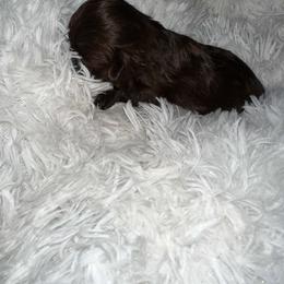 Boo - Chocolate female Shih Tzu puppy in Azusa, California from RJ Shih Tzu lover