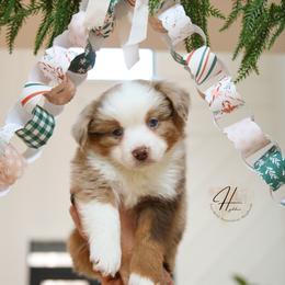 Muffin - Red merle male Toy Australian Shepherd puppy in Charlestown, Indiana from Hydden Aussies