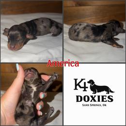 America - Dapple female Dachshund puppy in Tulsa, Oklahoma from K4 Doxies
