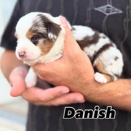 Danish - Red merle male Miniature American Shepherd puppy in Riverton, Utah from Iron Spirit Homestead & Aussies