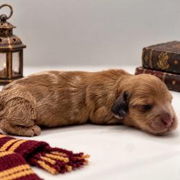 Harry Potter - Dapple male Dachshund puppy in Port Saint Lucie, Florida from ThePuppyVille
