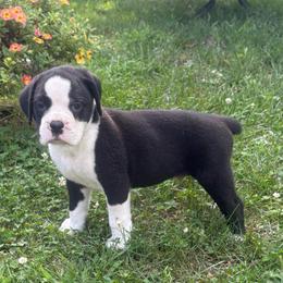 Lime green collar boy - White male Boxer puppy in East Longmeadow, Massachusetts from Boxer Bliss