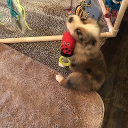 Australian Shepherd Puppies from Camas Creek Australian Shepherds