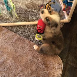 Australian Shepherd Puppies from Camas Creek Australian Shepherds