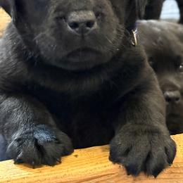 Boy 1 - male Labrador Retriever puppy in Remsen, New York from Lake Julia Labradors