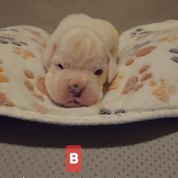 Boy 1 - White male Boxer puppy in Leland, North Carolina from Ocean Breeze Boxers