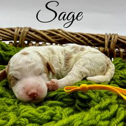 Sage - Parti female Goldendoodle puppy in Travelers Rest, South Carolina from Bailey Mountain Doodles