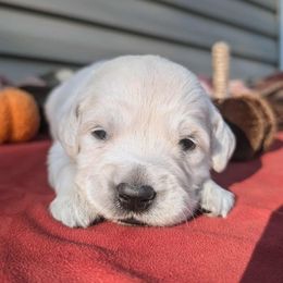 Boys - Light golden male Golden Retriever puppy in Walnut Grove, Missouri from Forever Your Puppies