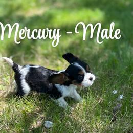 Mercury - Tri-color male Cavalier King Charles Spaniel puppy in North Smithfield, Rhode Island from Thundermist Cavaliers