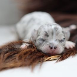 Margo - Merle female Chihuahua puppy in Tulsa, Oklahoma from H-3 Chihuahuas