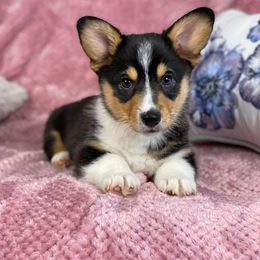 Pembroke Welsh Corgi Puppies from Wiggle B Ranch Corgis