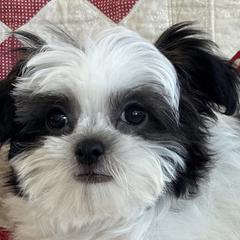 Mi-Kis from Brumbys Run Mi-Kis