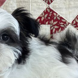 Mi-Kis from Brumbys Run Mi-Kis