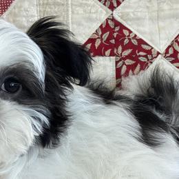Mi-Kis from Brumbys Run Mi-Kis