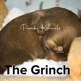Dachshund Puppies from Pasek Kennels