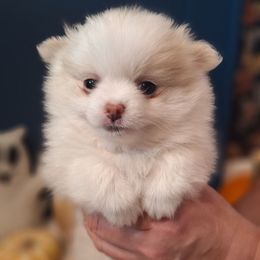 Pearl - White female Pomeranian puppy in Tampa, Florida from Diana's Pomeranians