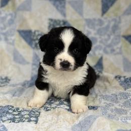 Axel-Fluffy - Black and white male Cardigan Welsh Corgi puppy in Hope, Arkansas from Foxy Knoll Farm