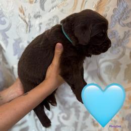 Taco Bell - Brown female Newfoundland puppy in New Paris, Ohio from Beatty Newfies
