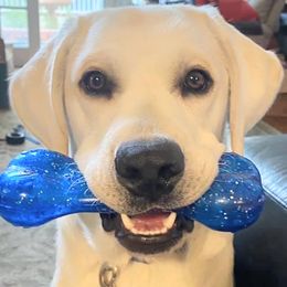 Labrador Retriever All Grown Up from Chateau St. John