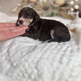 Yellow Collar - Brown and white male Sheepadoodle puppy in Indiahoma, Oklahoma from Farm Fresh Doodles
