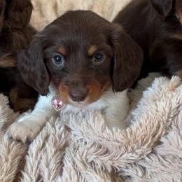 Bella - Piebald female Dachshund puppy in North Fort Myers, Florida from Trust Fund Devil Kennel
