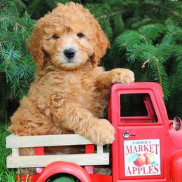 Goldendoodle, Havapoo, Labradoodle, and Springerdoodle Puppies from Oregon Valley Pups