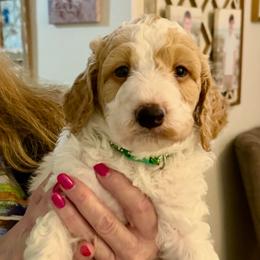 Snickers - Parti male Goldendoodle puppy in Pensacola, Florida from Goldendoodles Love You in Pensacola Friend Edition