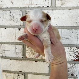 Benny Mini - Red male Bernedoodle puppy in Wamego, Kansas from Doodles of Oz
