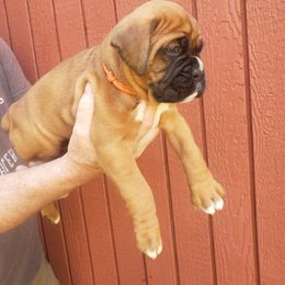 Boxer Puppies from SmashBox Kennel