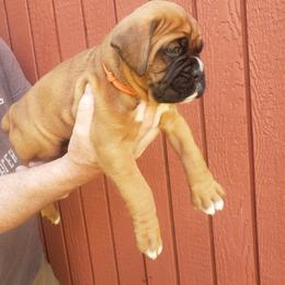 Boxer Puppies from SmashBox Kennel
