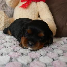 Juniper - Black and tan female Cavalier King Charles Spaniel puppy in Marcellus, Michigan from Coolcreek Pets
