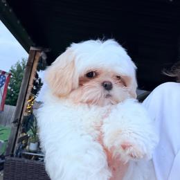 Finley - Cream and white male Shih Tzu puppy in Cabot, Arkansas from Twilight Shih Tzu