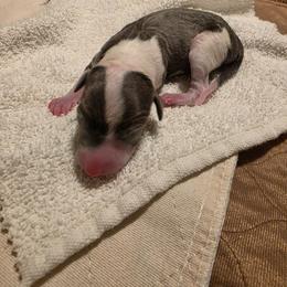 Jacob - White and blue male Italian Greyhound puppy in Clarksville, Arkansas from Moon Valley Italian Greyhounds