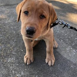 Labrador Retriever Puppies from Spring Water Labs of the Carolinas