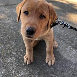 Labrador Retriever Puppies from Spring Water Labs of the Carolinas