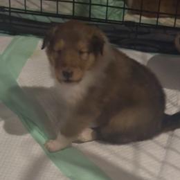 Prancer - Sable and white female Collie puppy in Morocco, Indiana from Collegiate Bassets and Rheign Collies