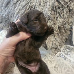 Honey - Brown female Poodle puppy in Arkansas from Harper's Pups