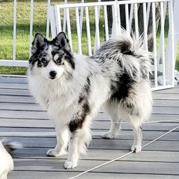 Koda - Pomsky