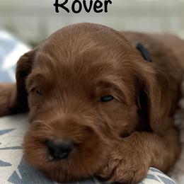 Rover - Caramel red male Australian Labradoodle puppy in Riverside, California from Sycamore Canyon Labradoodle