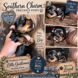 Charming Charlie - Blue and gold male Yorkshire Terrier puppy in Dalton, Georgia from Southern Charm Precious Paws