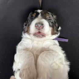 Bernedoodle Puppies from Daisy's Doodles