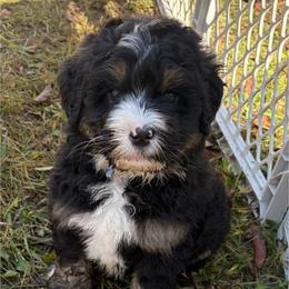 Blue boy - Tri-color male Bernedoodle puppy in Lake, Michigan from 3 King Doodles & Poodles