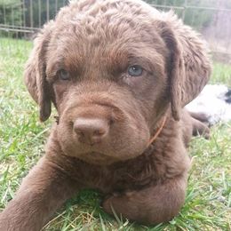 Chesapeake Bay Retrievers from Blackwood Chesapeakes